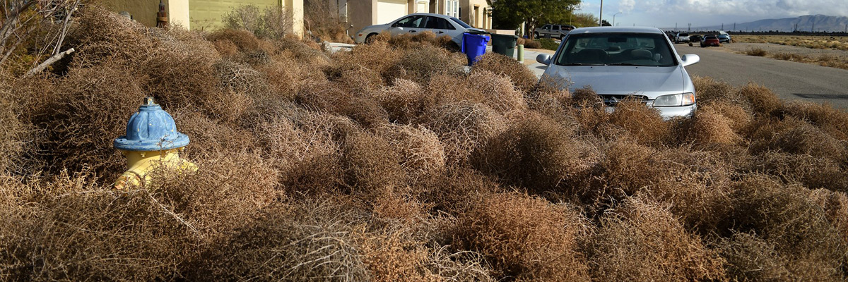 Aspire Weed Control